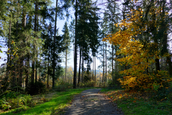 Wanderung Zwiesel Bayerischer Wald, Wanderweg