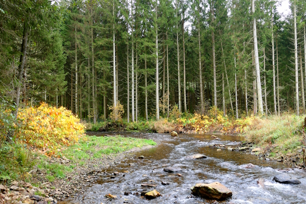 Rothbach im Herbst, Wanderweg der sieben Sinne