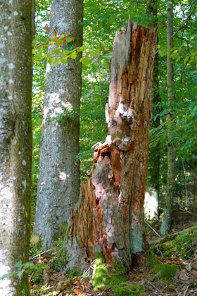 Stehendes Totholz im Wald oberhalb Kleiner Ohe.