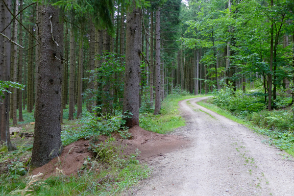 Auf der Wanderung zum Hennenkobel im Bayerischen Wald