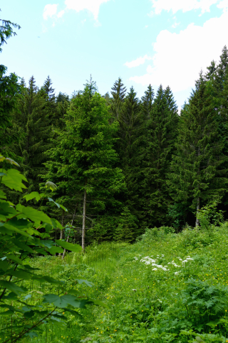 Wald bei Schönbach