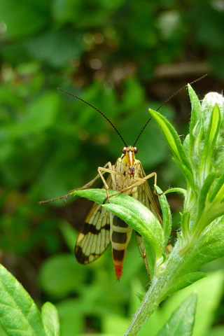 Skoorpion-Fliege beim Wandern Bayerischer Wald