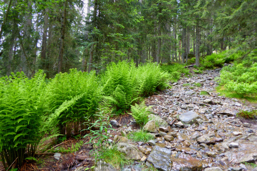 Wanderweg zum Kleinen Arber im Bayerischen Wald