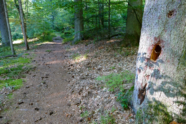 Spechtbaum am Wanderweg
