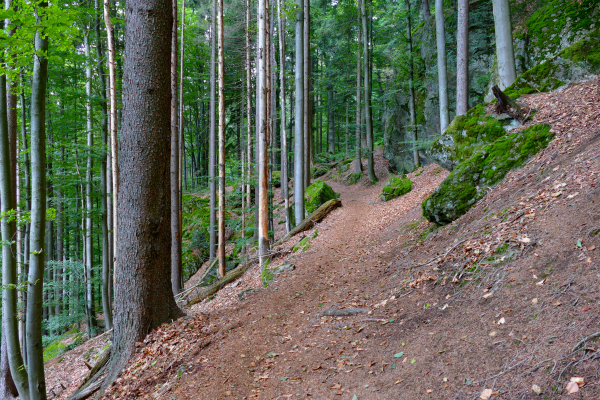 Steilhang mit Steig im Bayerischen Wald