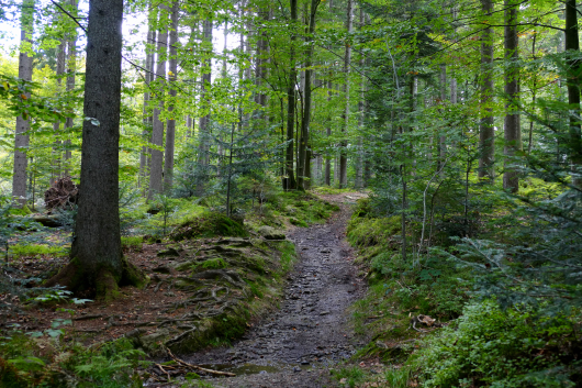 Wandern Felswandergebiet Nationalpark Bayerischer Wald