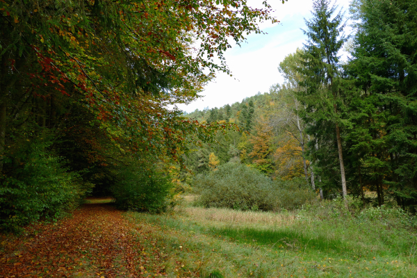 Wandern Eging am See. Herbstwald