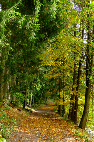 Herbstwald bei Baumgarten, Nähe Viechtach