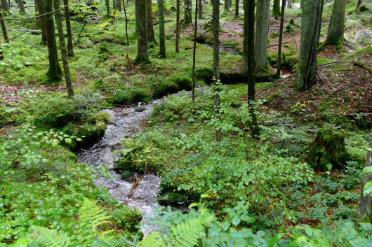 Bach im Nationalpark Bayerischer Wald bei Neuschönau