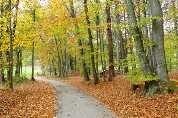 Herbstwald. Wandern im Landkreis Deggendorf