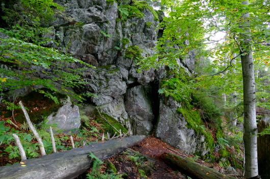 Felsen und Totholz im Felswandergebiet