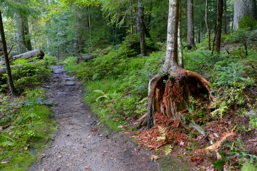 Wanderweg im Nationalpark Bayerischer Wald bei Neuschönau