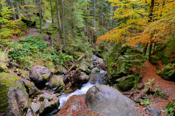 Moosbach, kleine Schlucht in Bodenmais, Herbst