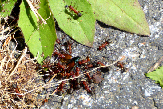 Ameisen bei der Klause in Bodenmais 