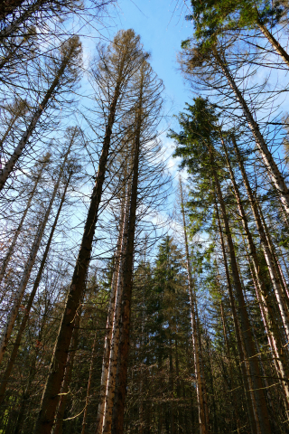 stehendes Totholz im Nationalpark Bayerischer Wald