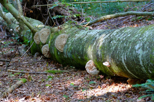 Totholz im Nationalpark in Altschönau, Buche