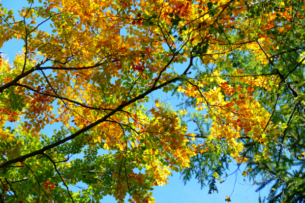 Herbstfarben beim Wandern im Bayerischer Wald in Zachenberg