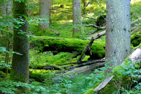 Totholz im Wald beim Dreiburgensee