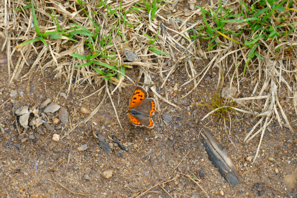 Schmetterling beim Wandern