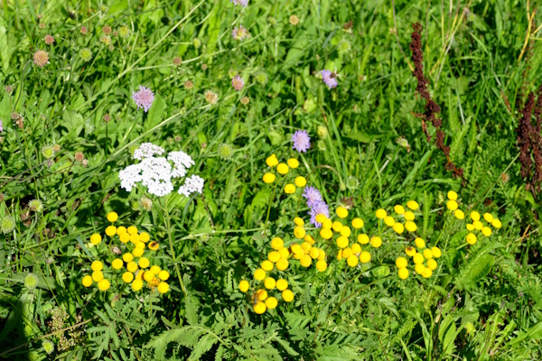 Bunte Blumen beim Wandern im Landkreis Deggendorf