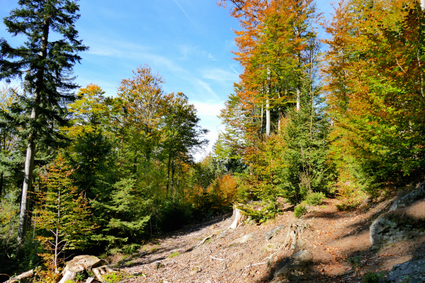 Bodenmais Wanderung: Wanderpfad, Herbstlaub