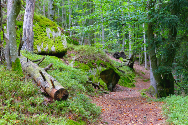 Wanderweg Felsen Bayerischer Wald