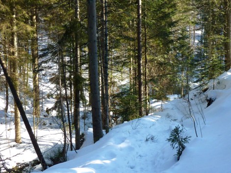 Ein idyllischer Wweg für Schneeschuhtouren bei Bodenmais.