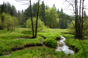 Wandern im Bayerischen Wald / Diebstein
