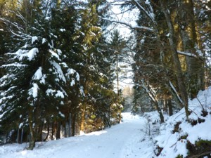Die Winterwanderung bei Saldenburg führt in ein Tal mit Biberbiotop.