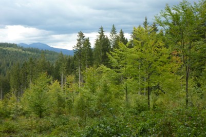 Blick auf den Großen Arber im Bayerischen Wald bei Frauenau