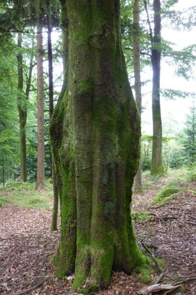 Sonderbare Bäume im Wald bei Zell, bei der Wanderung im Naturpark Bayerischer Wald.