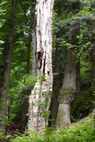 Biotopholz steht und liegt entlang des Wanderweges.