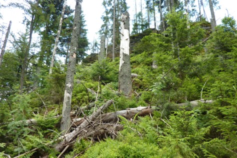 Die Große Kanzel im Felswandergebiet im Nationalpark.