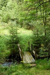 Beim Wandern im Bayerischen Wald geht es auch über kleine Brücken.