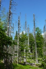 Stehende Dürrlinge - stehendes Totholz oder doch Biotopholz?