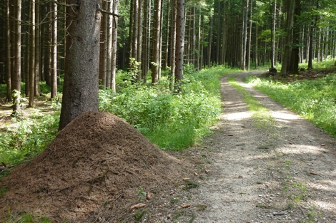 Der Wanderweg hinauf auf den Hennenkobel bei Zwiesel im Bayerischen Wald.