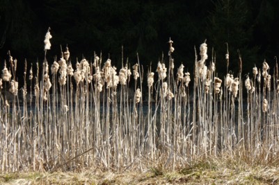 hohe Gräser wachsen an der Ilz im Bayerischen Wald am Wanderweg.