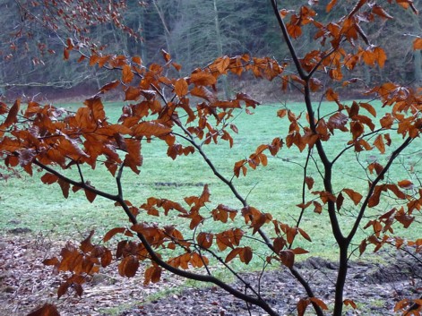 Schöne Herbstfarben beim Wandern bei Zenting.