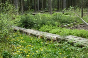 Kleine Au bei Altschönau im Nationalpark