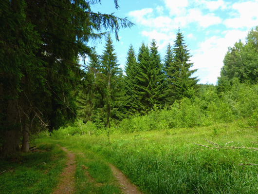 Wandern um Guglöd im Nationalpark Bayerischer Wald.