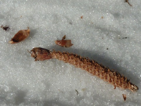 Tierspuren bei der Schneeschuhtour bei Bodenmais.