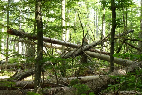 Umgefallene Bäume dienen im Nationalpark als Schutz vor Rehverbiss.