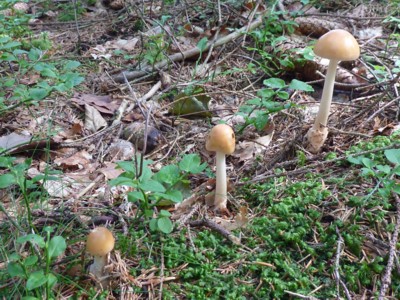 Pilze im Bayerischen Wald.
