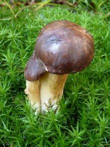 Pilze, gefunden beim Wandern im Bayerischen Wald.