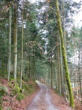 Rückweg von Ranfelsmühle mit dem blauen Goldsteig-Wanderzeichen im Bayerischen Wald.