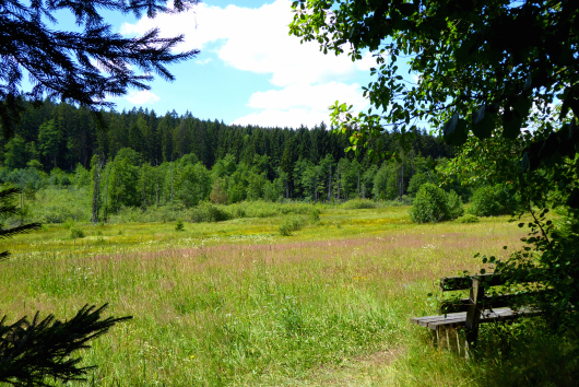 Naturschutzgebiet Stockauwiesen bei Zwiesel im Bayerischen Wald