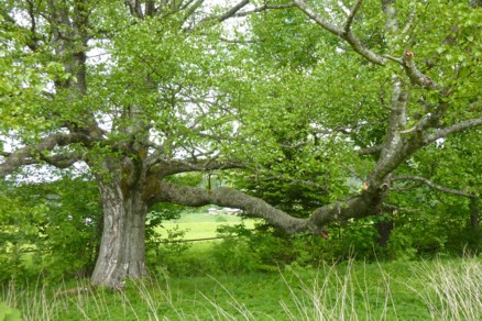 Alter Ahorn-Baum