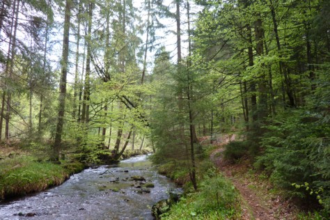 Wald nach Bergerbrücke an Kleiner Ohe