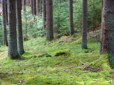 Bayerischer Wald wandern bei Zwiesel