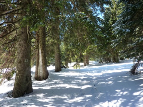 Die Schneeschuhtour unterhalb des Kleinen Arber führt Richtung Eck.